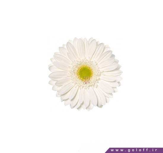 شاخه گل تزیینی - گل ژربرا بل واتر - Gerbera | گل آف